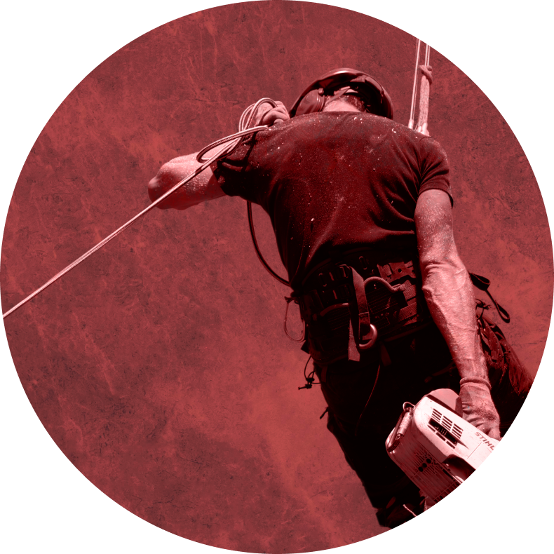 Élagueur Arbres et Saisons